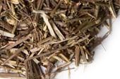 Vervain