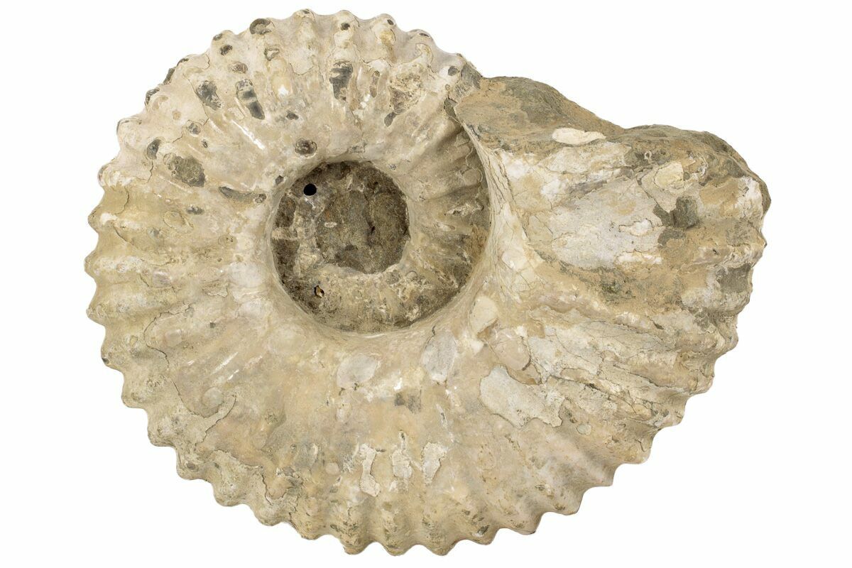 Ammonite Fossil