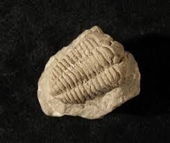 Trilobite fossil
