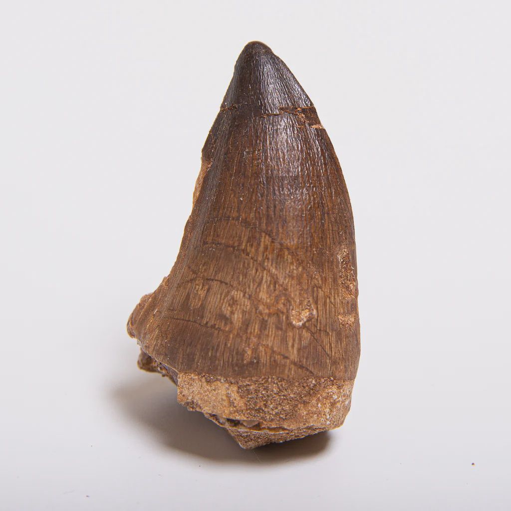 Mosasaurus Claw