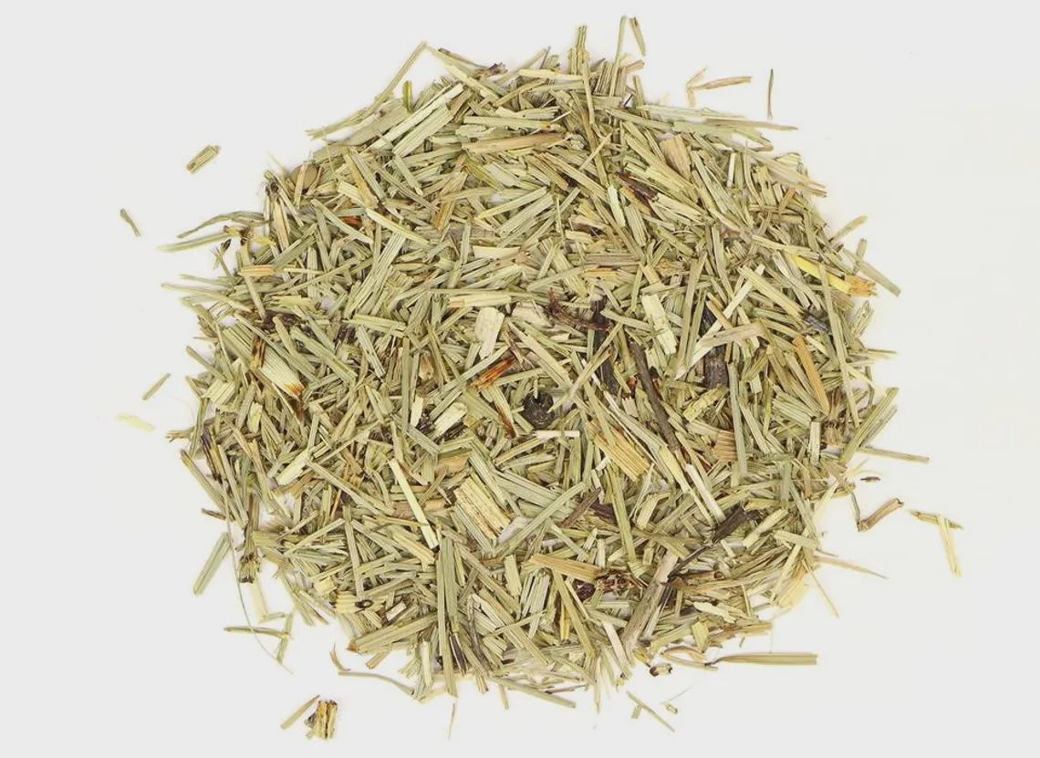 Horsetail (Shavegrass)