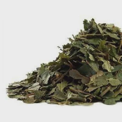 Witch Hazel - large