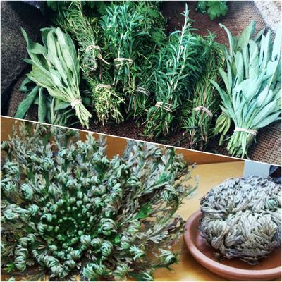 Plants and Herbs