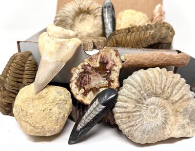 Minerals &amp; Fossils