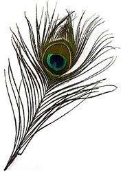 Turkey Feather