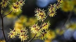 Witch Hazel - sold per 4oz jar