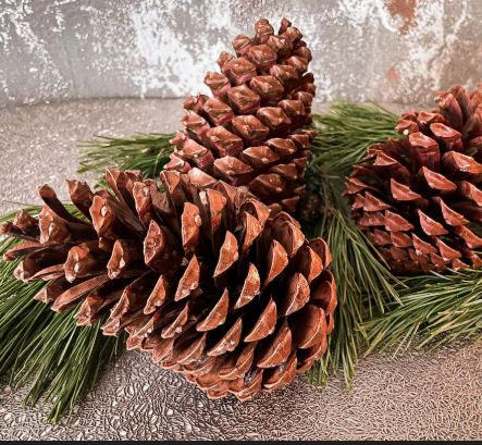 Pine Cones