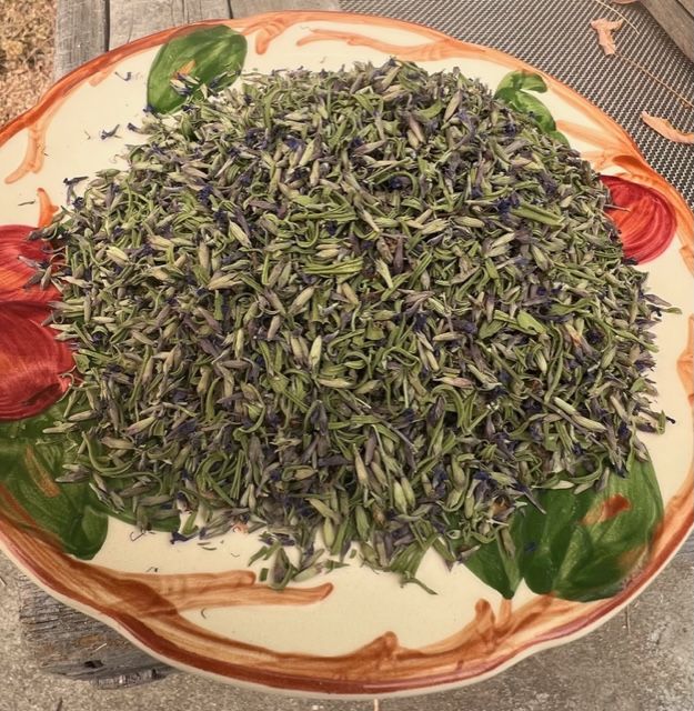 Hyssop