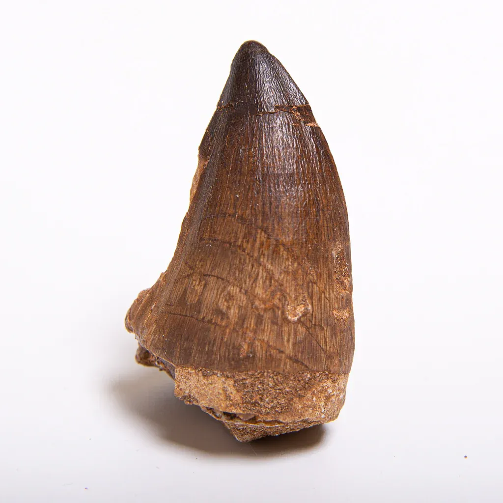 Mosasaurus Tooth
