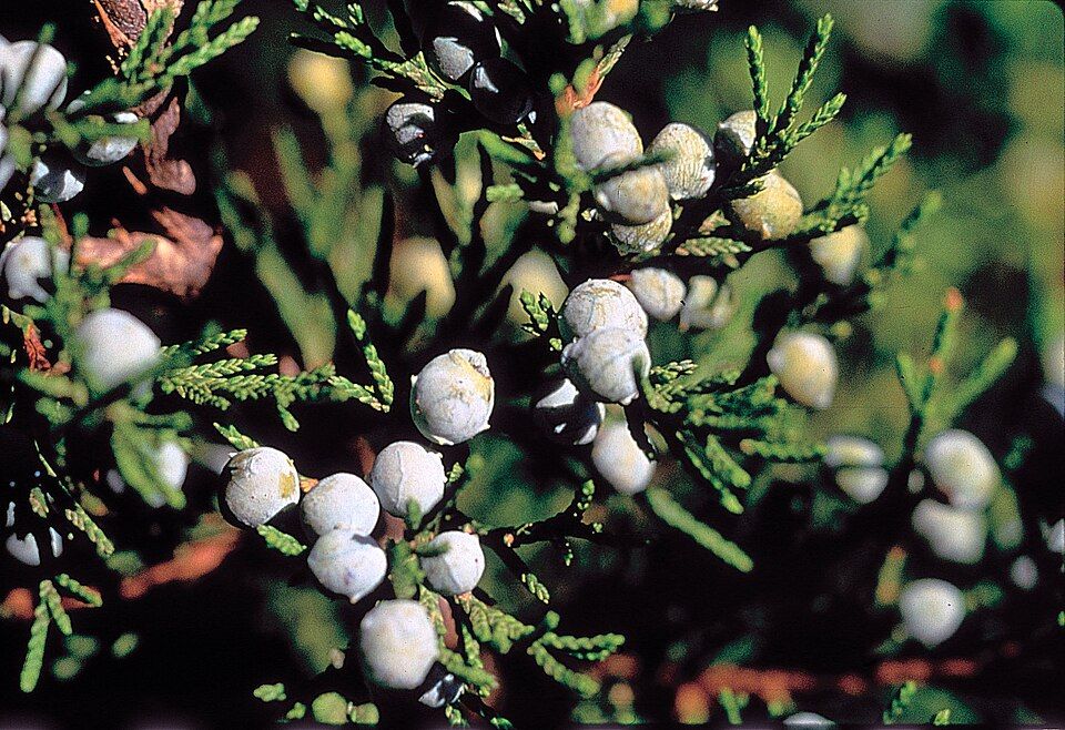 Juniper Berries