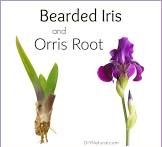 Orris Root