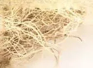 Usnea Lichen