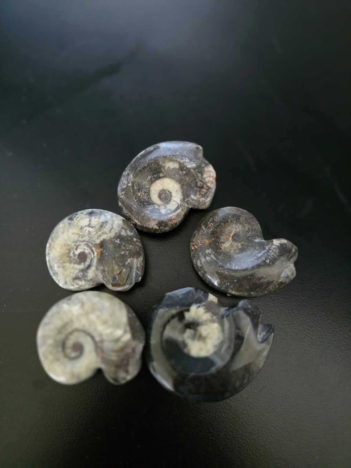 Ammonite - Gray