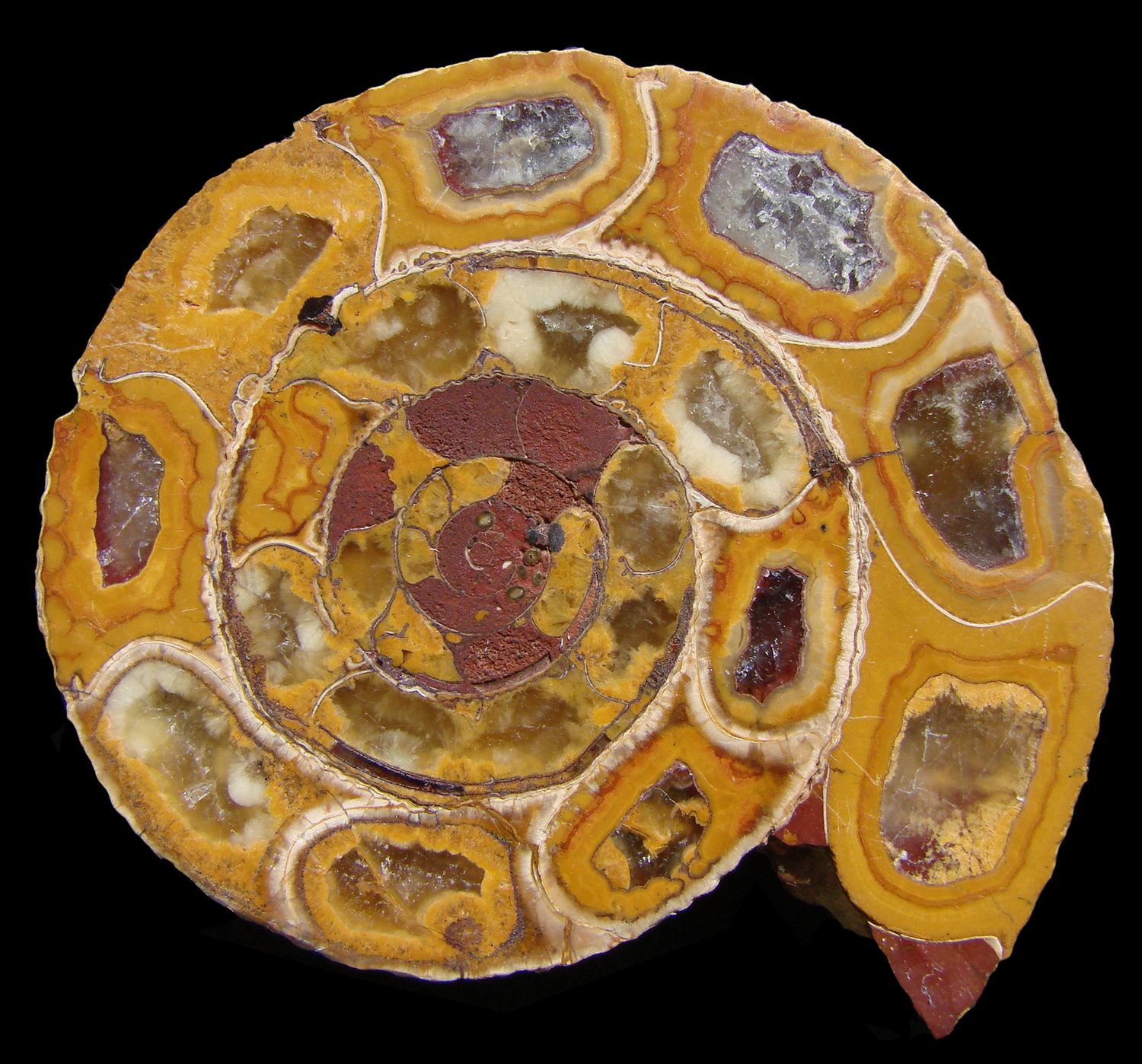 Ammanite Slices
