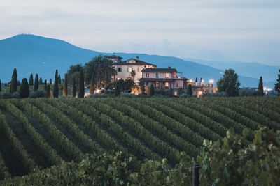 LA CATTURA TOSCANA 2020 (ORGANIC)
