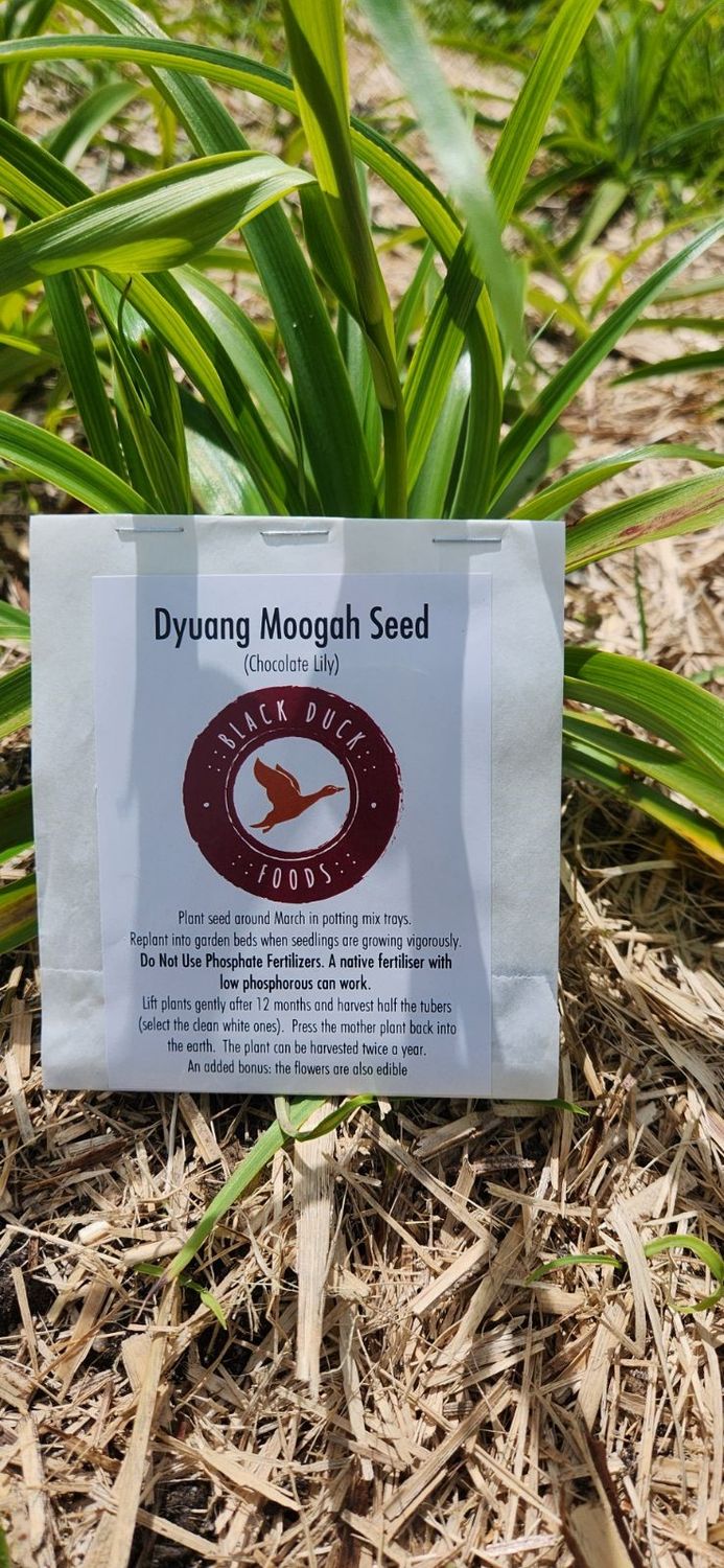 Dyuang Moogah Seed (Chocolate lily, 300 seeds)