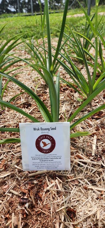 Wruk Dyuang (Vanila lily) 300 seeds