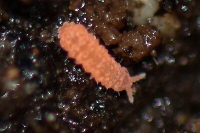 Collembola