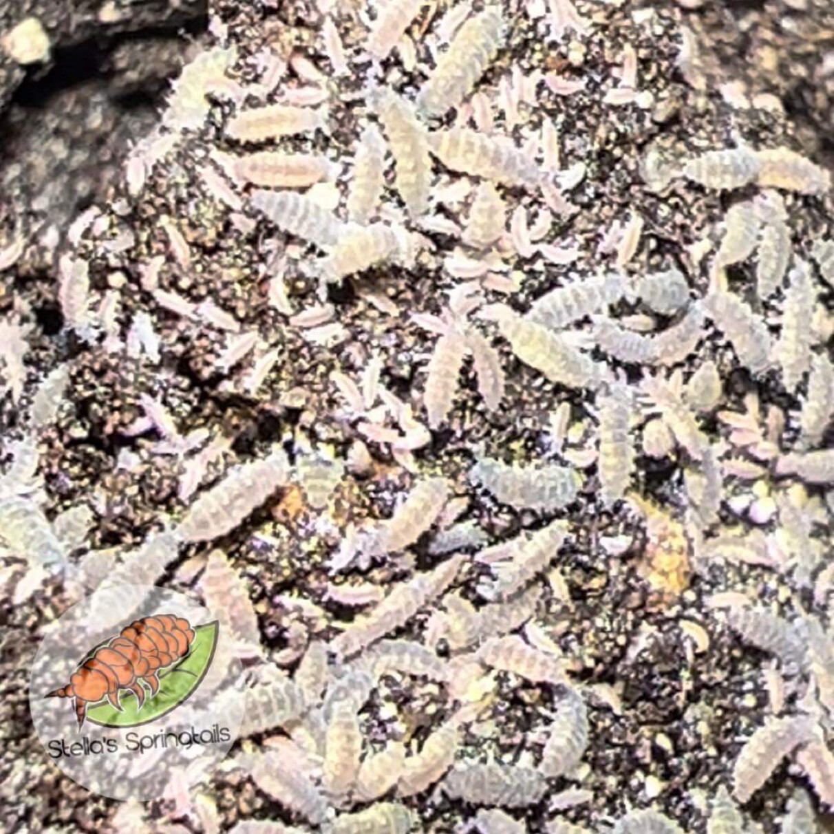 Ceratophysella Sp. “Lilac”