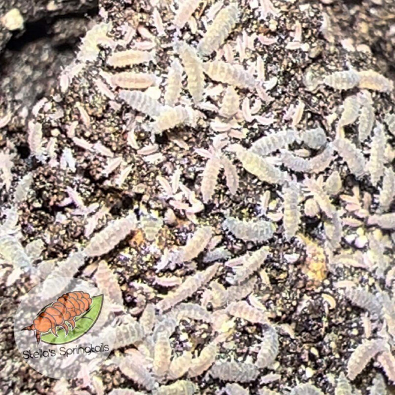 Ceratophysella Sp. “Lilac”