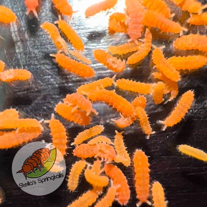 Neanura Growae “Native Orange”