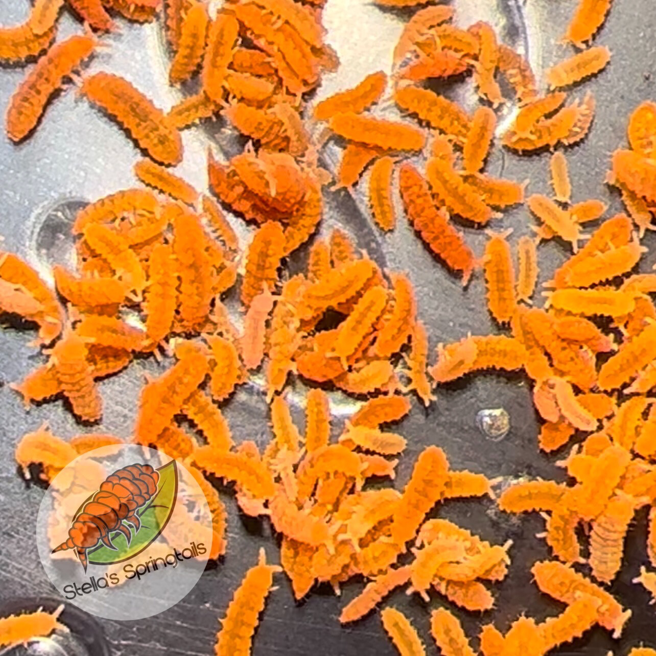 Yuukianura Aphoruroides (Orange Springtail)