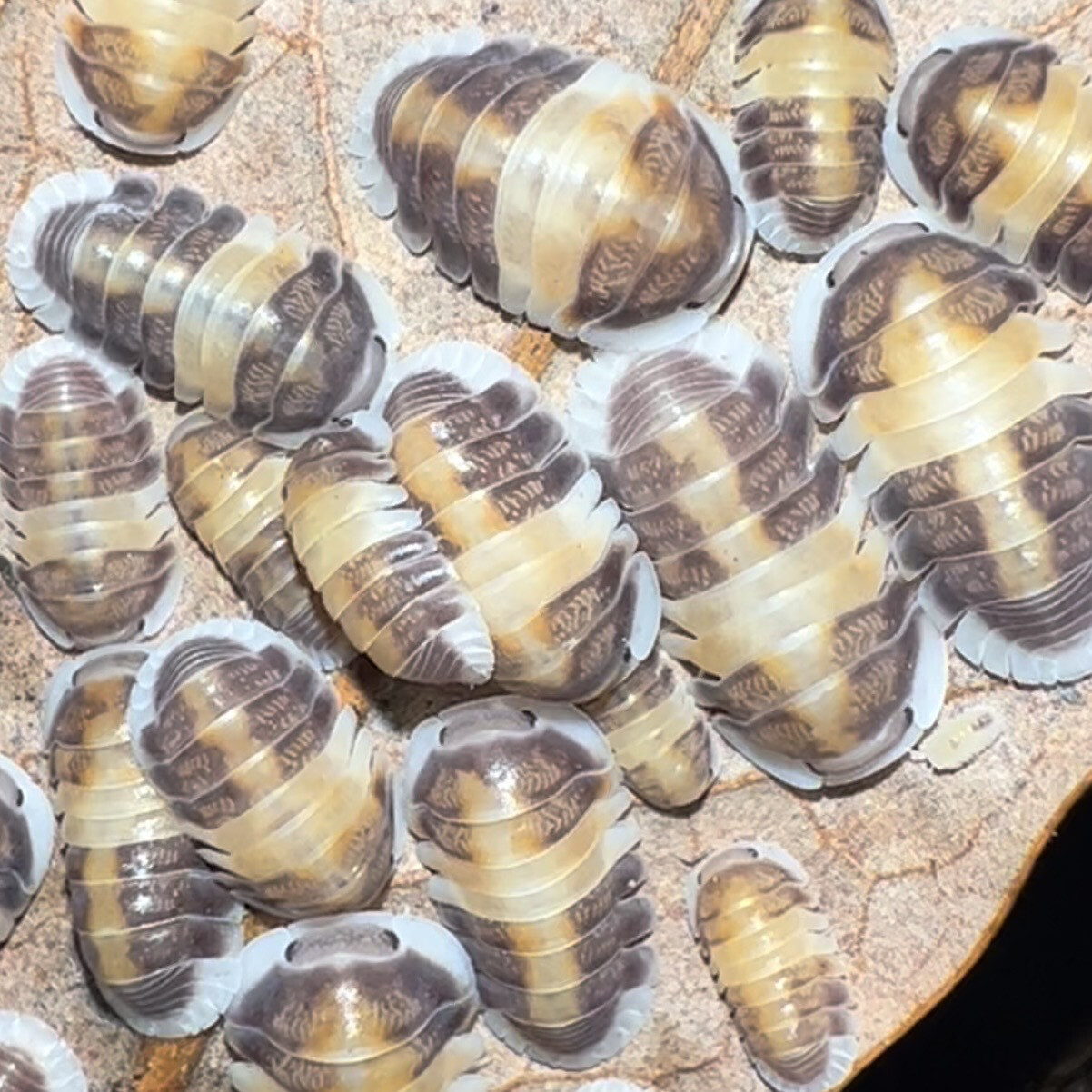 Cubaris “Cappuccino”