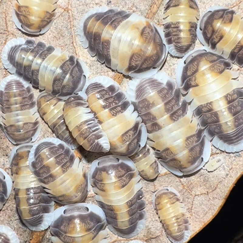 Cubaris “Cappuccino”
