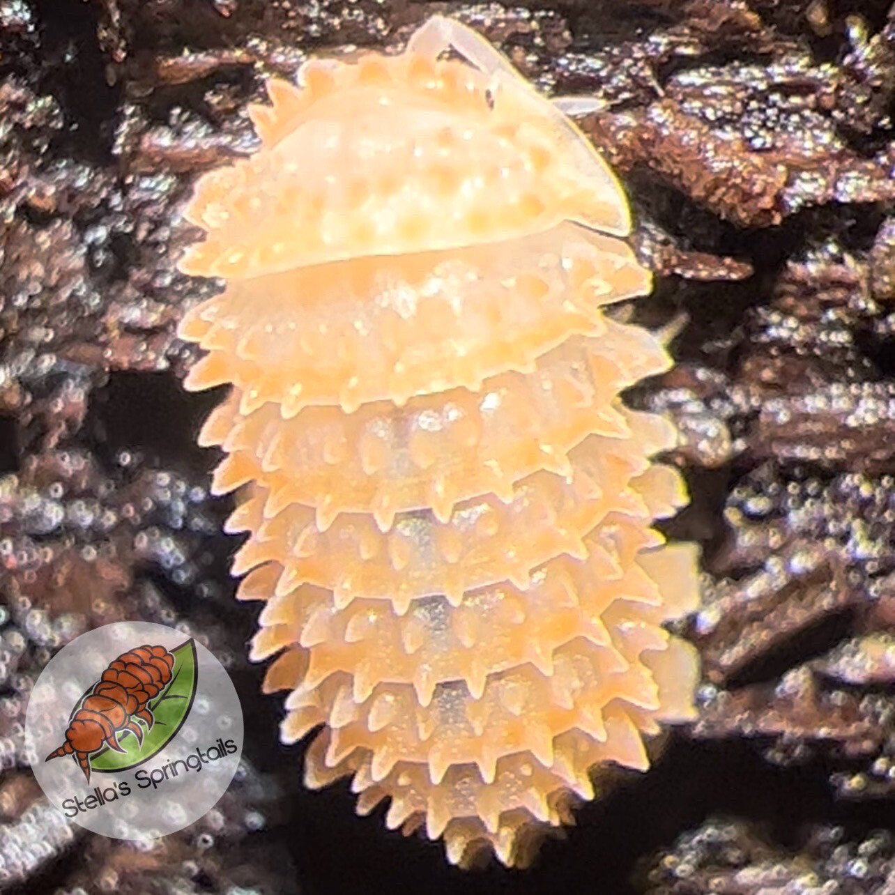 Cristarmadillidium Muricatum