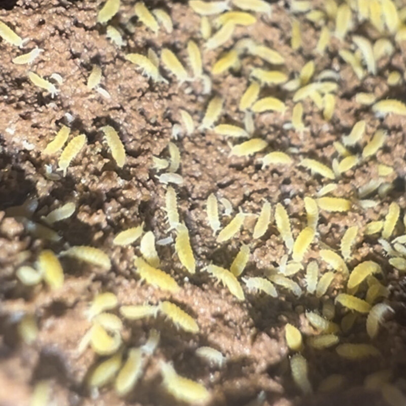 Ceratophysella “Yellow Albino”