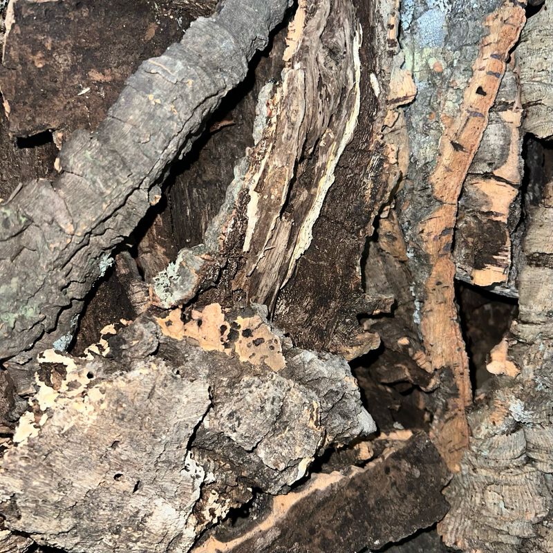 1 Lb Cork Bark Flat