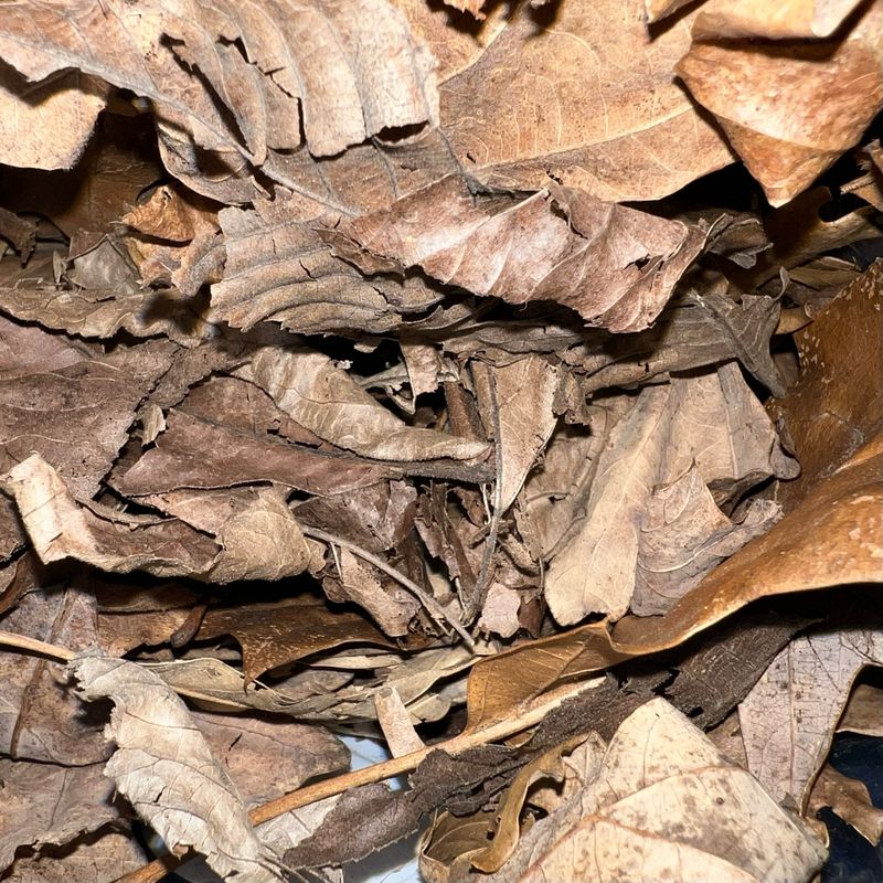1 Gallon Mixed Maple Litter