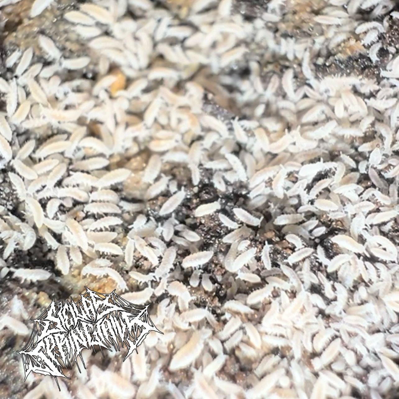Ceratophysella Lilac “White”