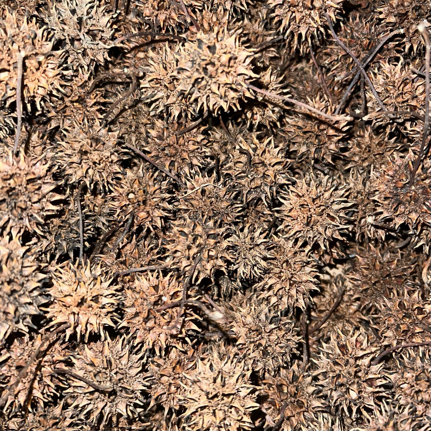 10 Pack Sweet Gum Pods