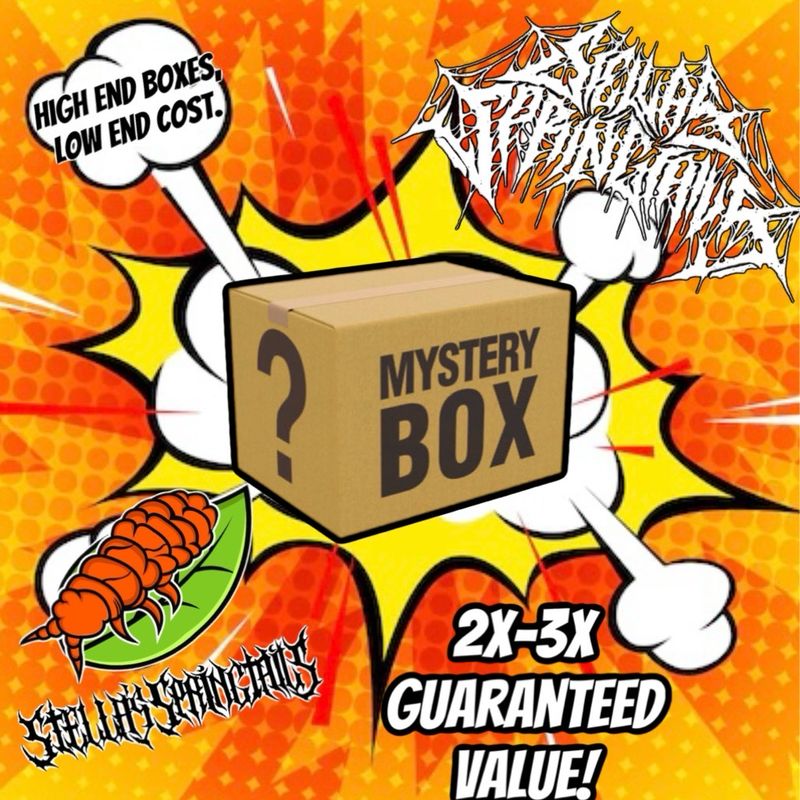 Isopod Mystery Box