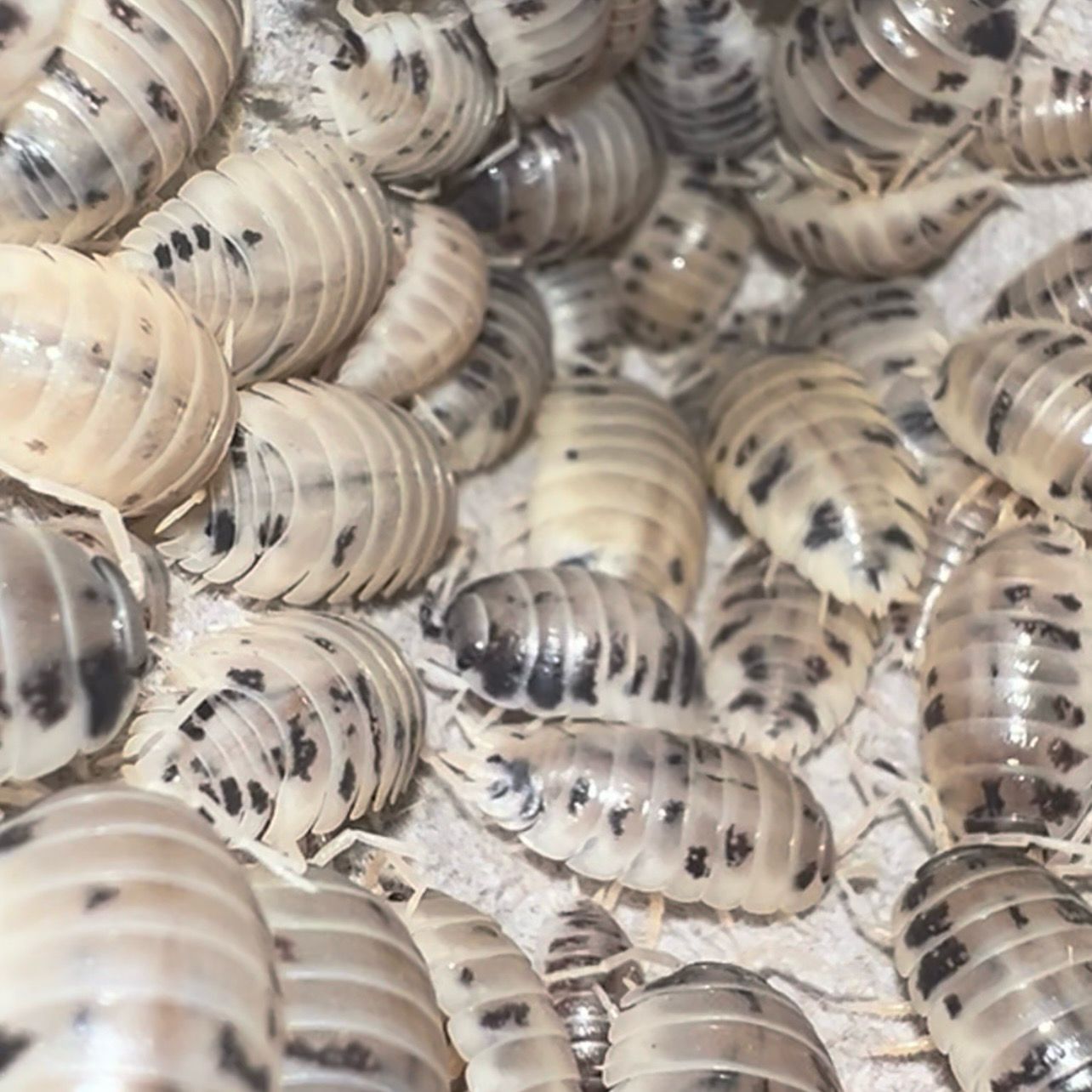 Porcellio Laevis “Dairy Cow”