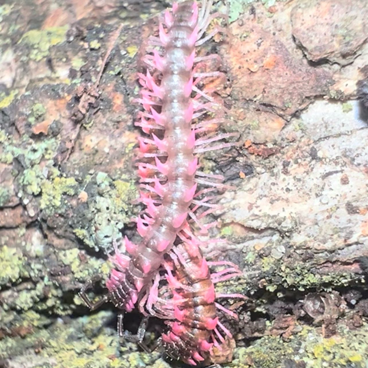 Demoxytes planata