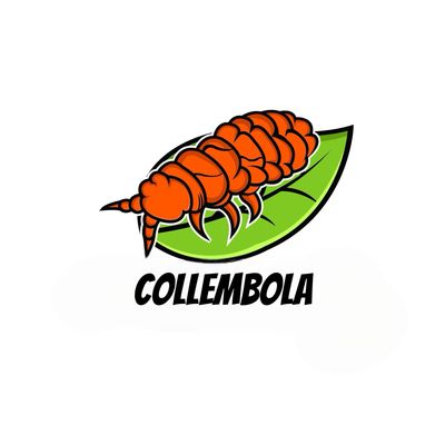 Collembola