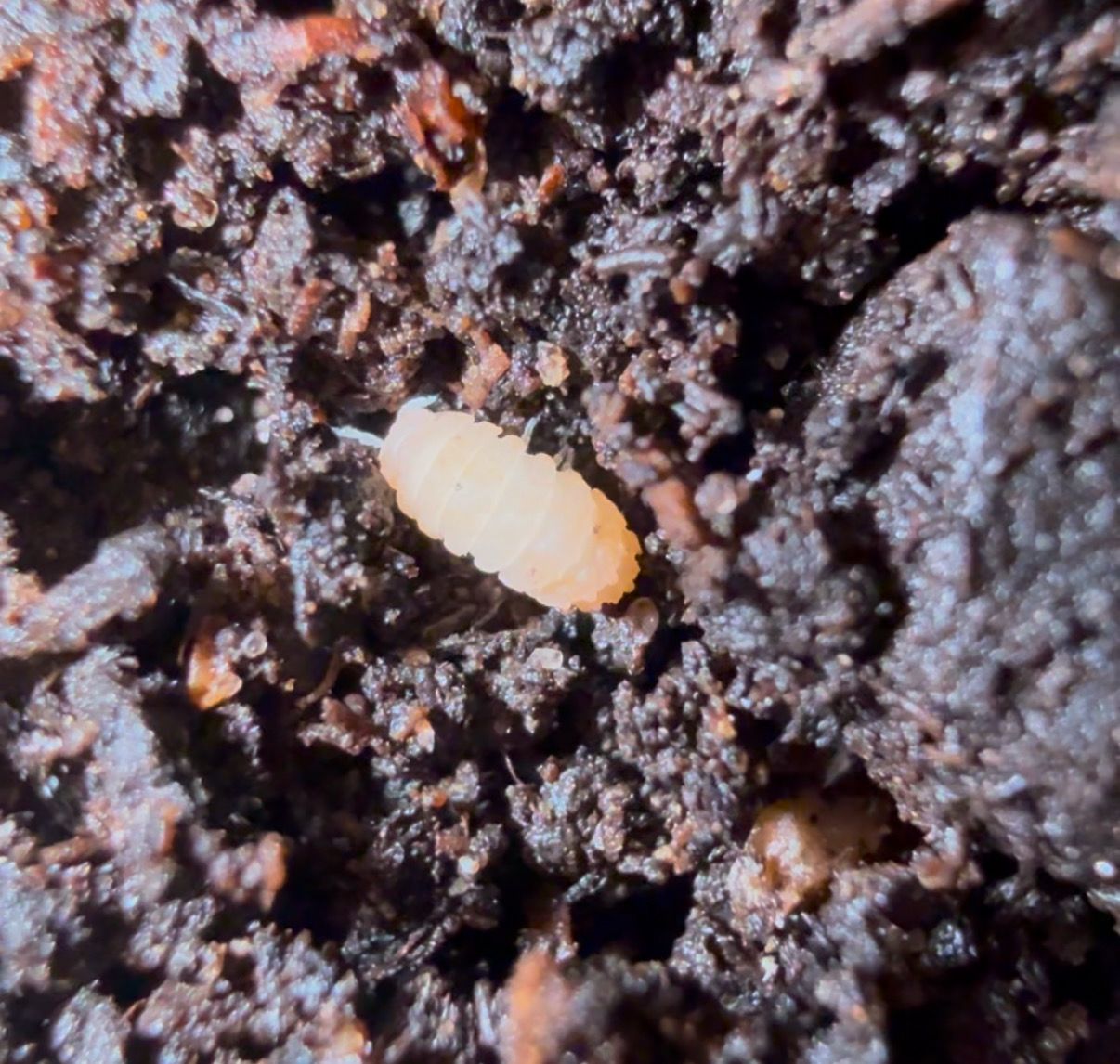 Reductoniscus costulatus “Pink Togezo”