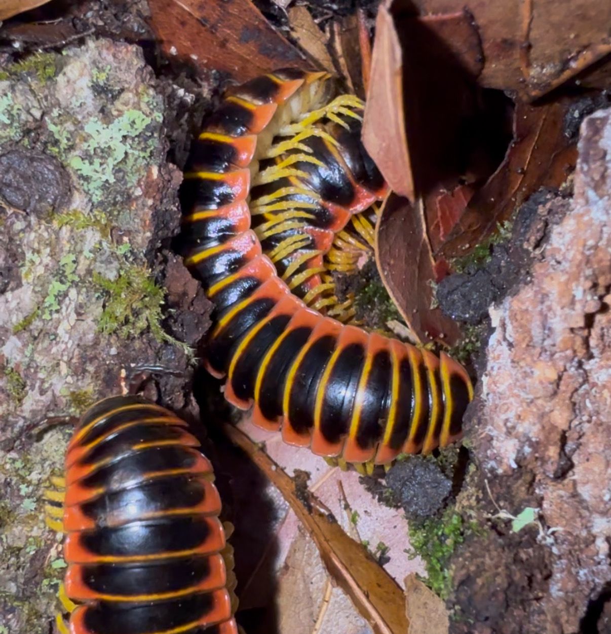 Apheloria virginiensis
