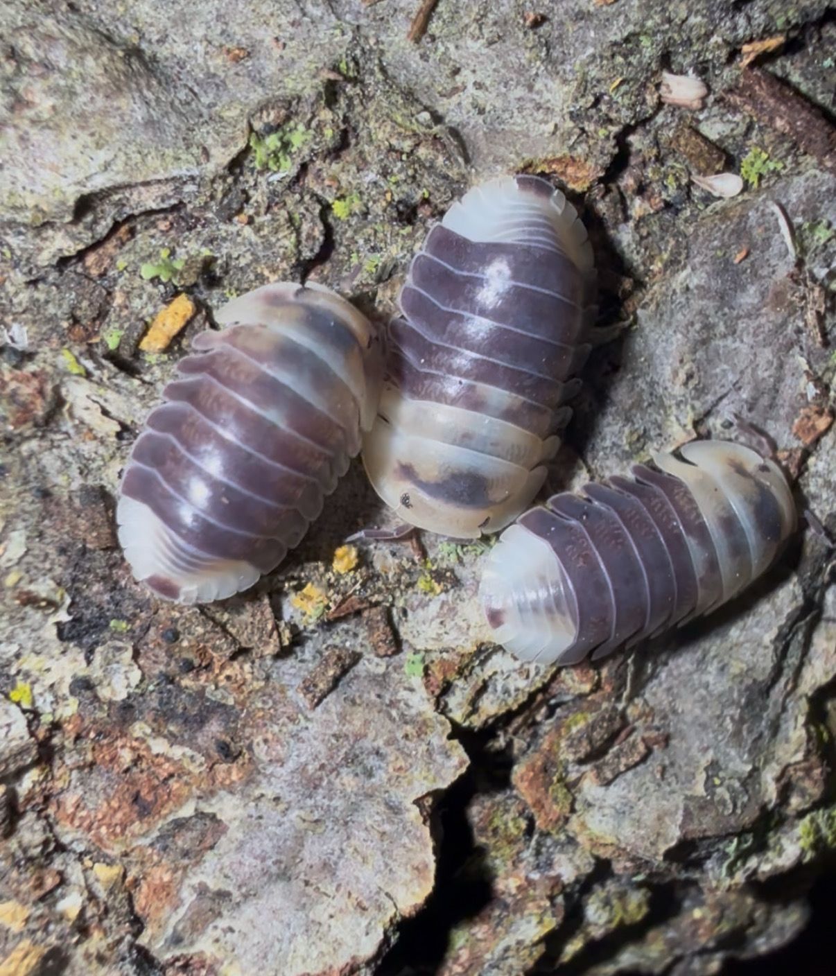 Cubaris “Snow Bee”