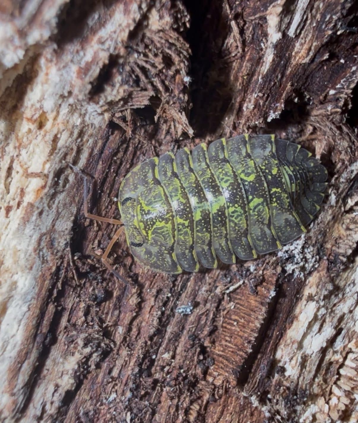 Troglodillo “Green Spots”