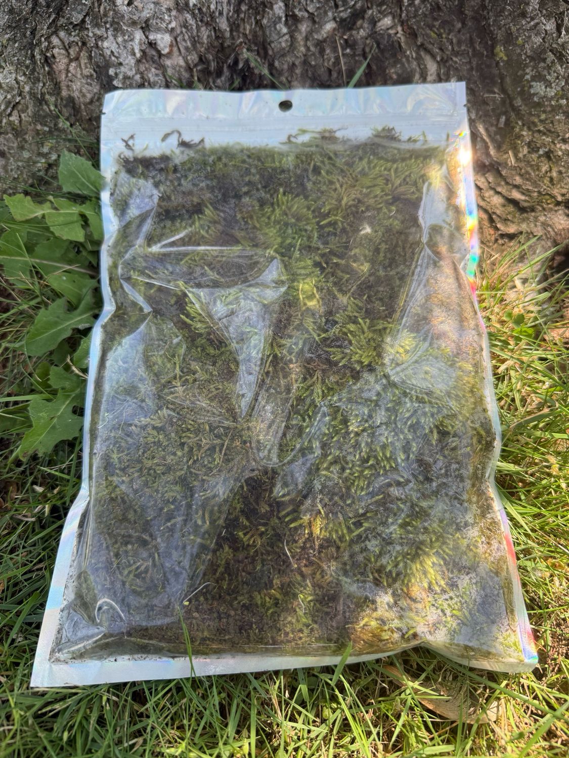 Live Moss