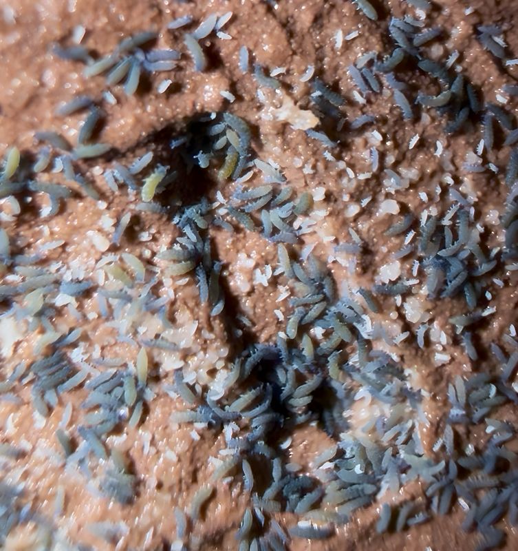 Hypogastruridae sp “Tiny Blue”