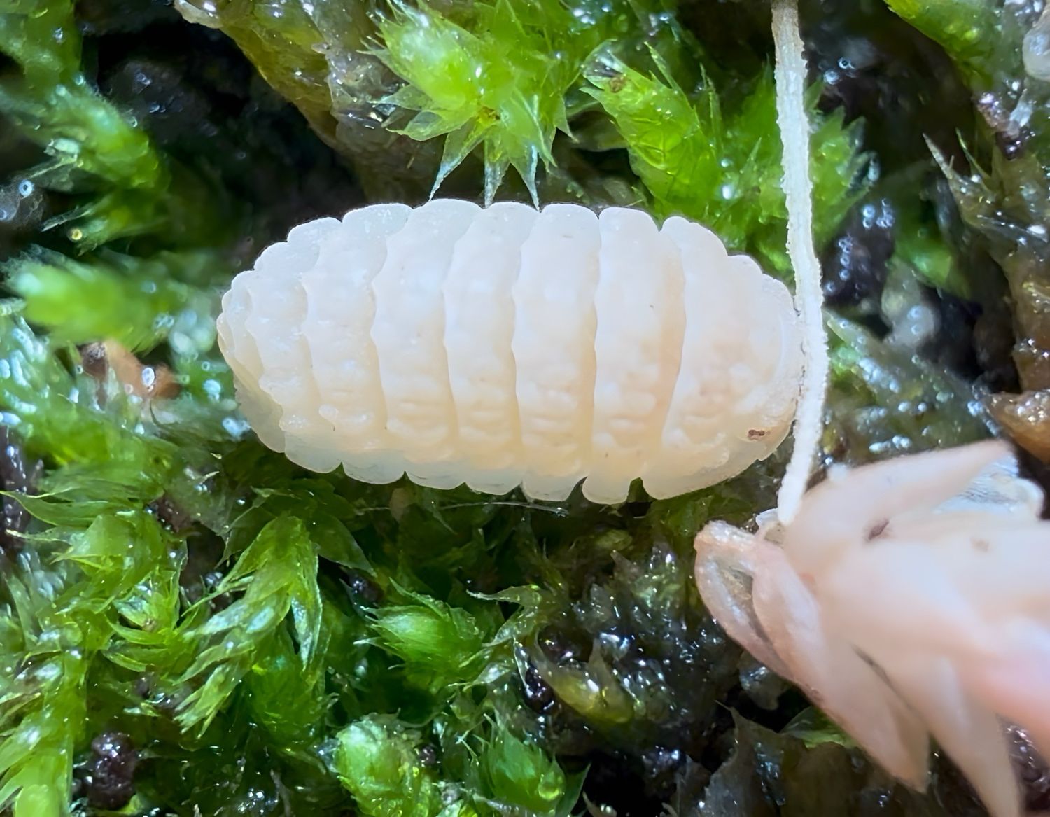Ctenorillo Boquerón “Piedra Blanca”