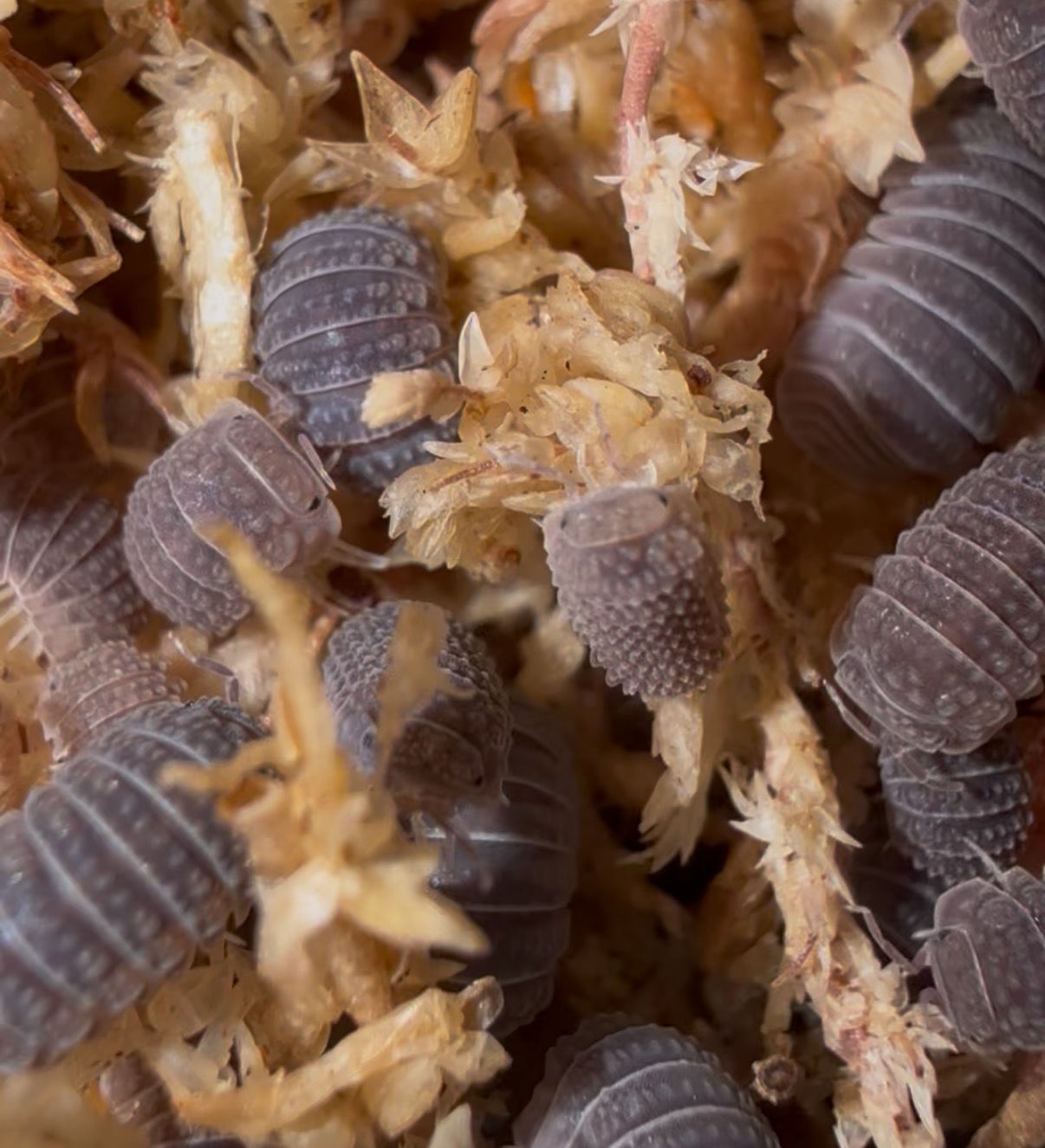 Armadillo tuberculatus