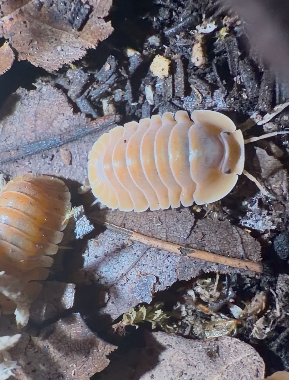 Cubaris “Crabby”