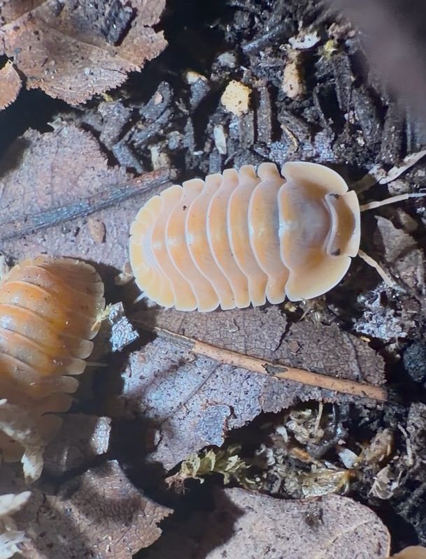 Cubaris “Crabby”