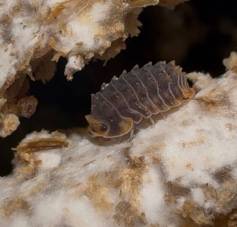 Isopoda “Shiny Gator”