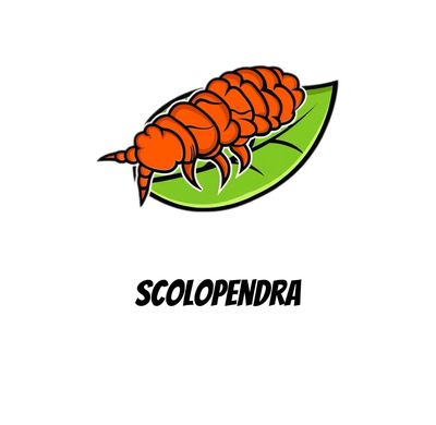 Scolopendra